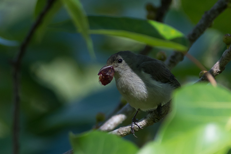 Geelsnavelhoningvogel